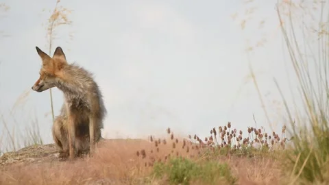 Red fox, Vulpes vulpes, Spain Stock Footage 234460369