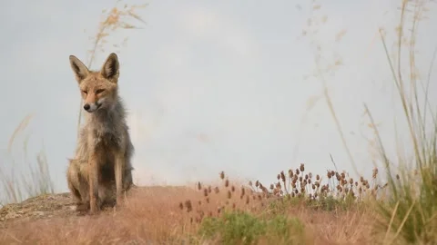 Red fox, Vulpes vulpes, Spain Stock Footage 234460383