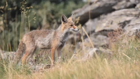 Red fox, Vulpes vulpes, Spain Stock Footage 234460420