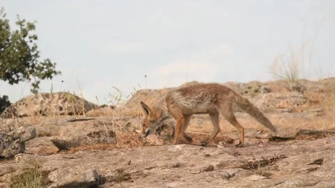 Red fox, Vulpes vulpes, Spain Stock Footage 234460432