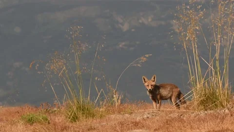 Red fox, Vulpes vulpes, Spain Stock Footage 234460434
