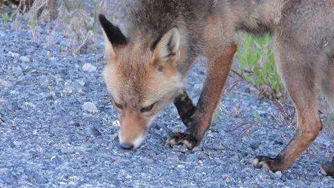 Red fox, Vulpes vulpes, Spain Stock Footage 234460467