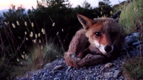Red fox, Vulpes vulpes, Spain Stock Footage 234460503