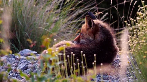 Red fox, Vulpes vulpes, Spain Stock Footage 234460512