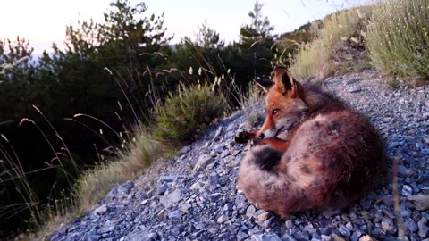 Red fox, Vulpes vulpes, Spain Stock Footage 234460664