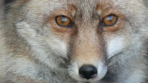 Red fox, Vulpes vulpes, Spain Stock Footage 234460697