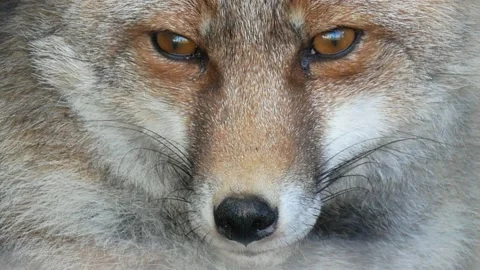 Red fox, Vulpes vulpes, Spain Stock Footage 234460745