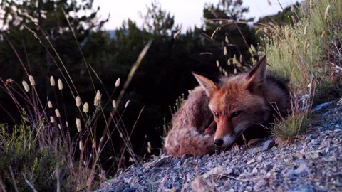 Red fox, Vulpes vulpes, Spain Stock Footage 234460750