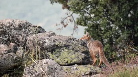 Red fox, Vulpes vulpes, Spain Stock Footage 234460760