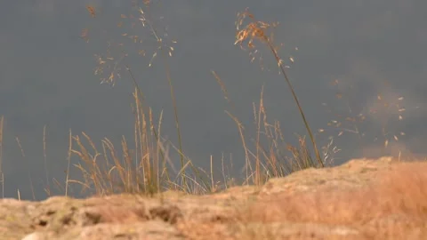 Red fox, Vulpes vulpes, Spain Stock Footage 234460774