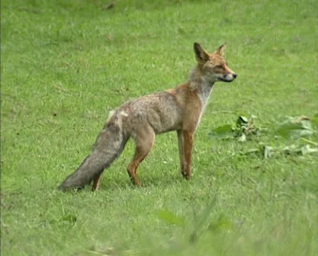 Red fox (vulpes vulpes) stands in field and runs off - showing its long tail Stock Footage 22782298