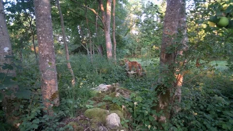 Red fox (Vulpes vulpes) stares at a trail camera on a moss-covered stone Video stock 282239709