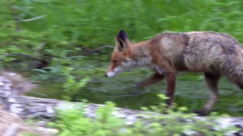 A red fox, vulpes vulpes, in the summer passes over the trunk of a fallen tree. Stock Footage 240479077