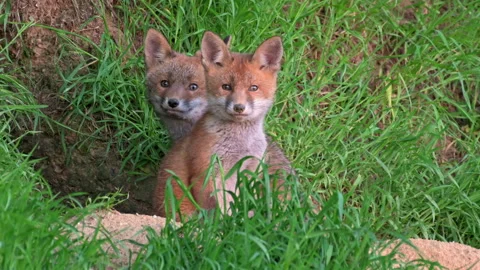 Red fox (Vulpes vulpes), two fox puppies in front of their den Stock Footage 154594690