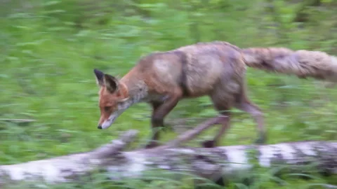 Red fox vulpes vulpes walking on the trunk of a fallen tree. A fox in the forest Video stock 261365644