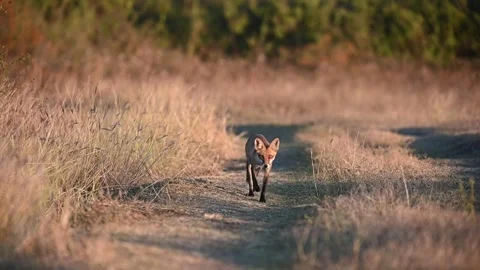 Red fox (Vulpes vulpes) walking along country road in the wild, slow motion Stock-Footage 328663320