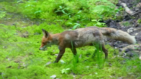 Red fox, Vulpes vulpes, walks through the forest. Video stock 262428345