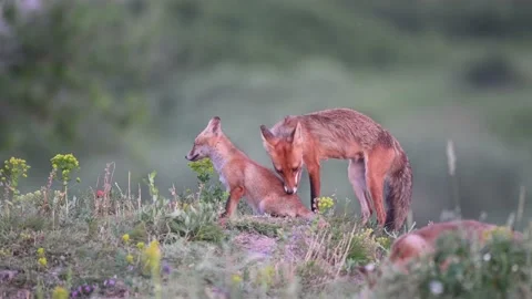 Red fox Vulpes vulpes. In the wild Vídeo Stock 196122127