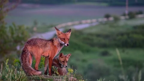 Red fox Vulpes vulpes. In the wild Vidéo 196745200