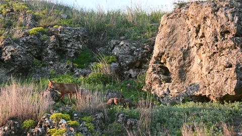 Red fox Vulpes vulpes in the wild Stock-Footage 201965955