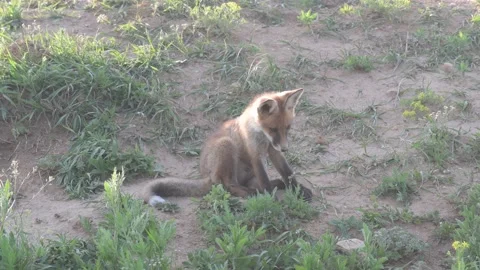 Red fox Vulpes vulpes in the wild Stock-Footage 226979657