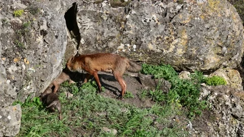 Red fox Vulpes vulpes in the wild. Fox with cubs. Close up Stock-Footage 235066503