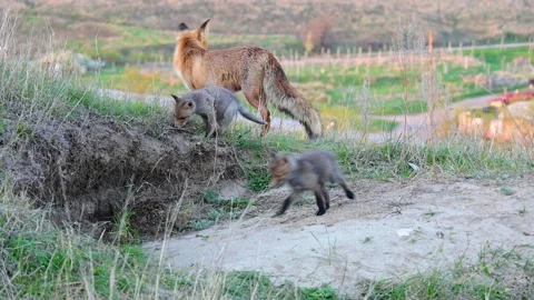Red fox Vulpes vulpes in the wild. Fox with cubs. Close up Stock-Footage 240041933