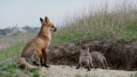 Red fox Vulpes vulpes in the wild. Fox with cub 스톡 동영상 240042012