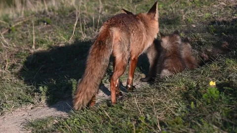 Red fox Vulpes vulpes in the wild. Fox with cubs. Close up Vídeo Stock 240770136