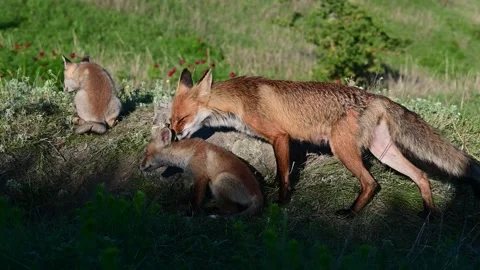 Red fox Vulpes vulpes. In the wild Stock-Footage 242983642