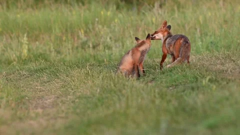 Red fox Vulpes vulpes. In the wild Stock-Footage 245665234