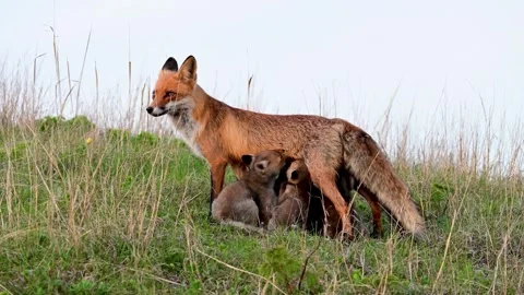 Red fox Vulpes vulpes in the wild Stock-Footage 251524149