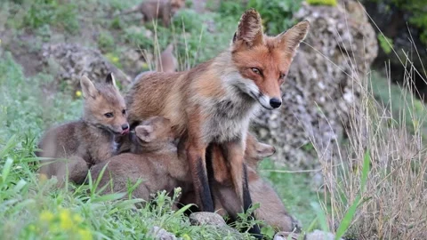 Red fox Vulpes vulpes in the wild Video stock 278350083