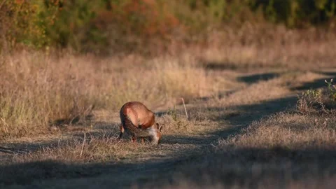 Red fox Vulpes vulpes. In the wild Stock-Footage 280597233