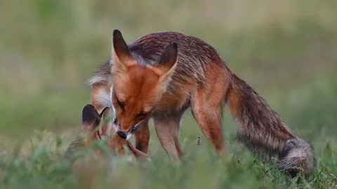 Red fox Vulpes vulpes. In the wild Stock Footage 281372609
