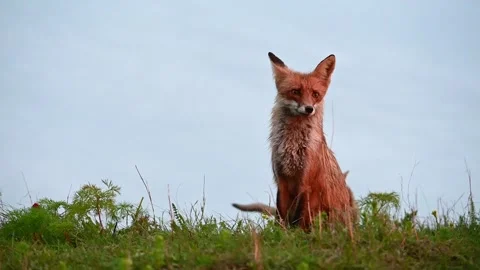 Red fox Vulpes vulpes. In the wild Stock Footage 293171607