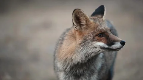 Red Fox Vulpes vulpes in the Wild slow motion Stock Footage 304828643