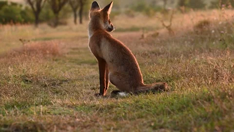 Red fox Vulpes vulpes in the wild. Slow motion. Close up Stock Footage 318928107