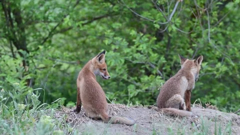 Red fox Vulpes vulpes. In the wild Stock-Footage 320366167