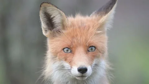 Red fox Vulpes vulpes. In the wilds Video stock 168482169