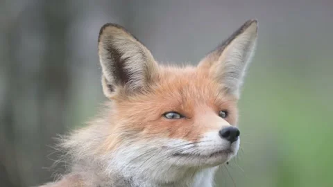 Red fox Vulpes vulpes. In the wilds 스톡 동영상 170612588