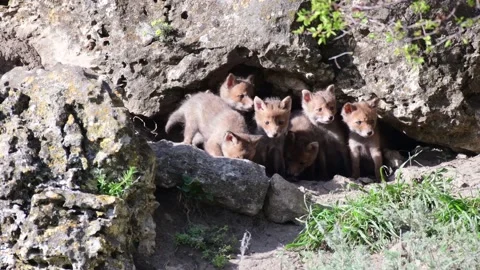 Red fox Vulpes vulpes. In the wilds Stock-Footage 190065959