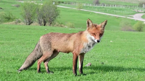 Red fox Vulpes vulpes. In the wilds Stock-Footage 190080905
