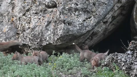 Red fox Vulpes vulpes. In the wilds 스톡 동영상 190090314