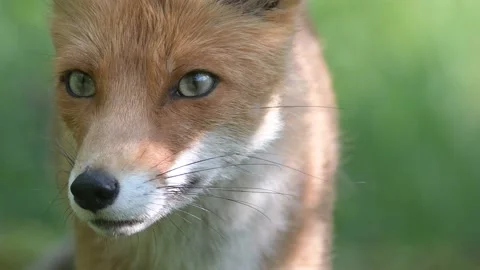 Red fox Vulpes vulpes. In the wilds Stock-Footage 231718571