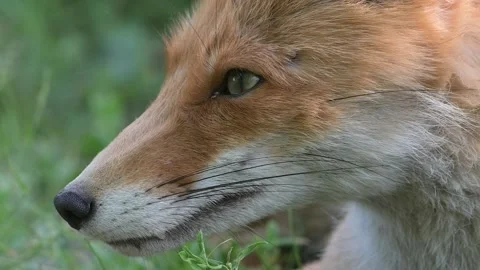 Red fox Vulpes vulpes. In the wilds Stock-Footage 236505149