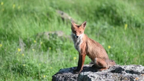 Red fox Vulpes vulpes. In the wilds Stock-Footage 238770992