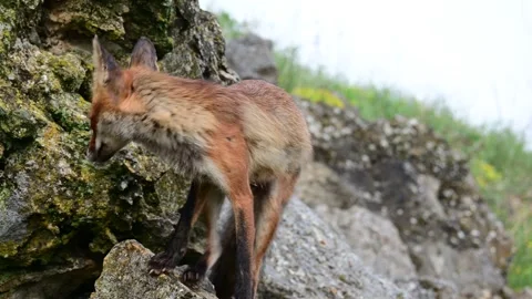 Red fox Vulpes vulpes. In the wilds 스톡 동영상 240769925