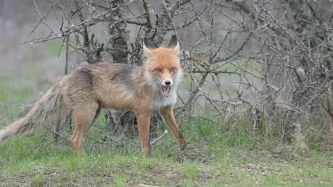 Red fox Vulpes vulpes. In the wilds 스톡 동영상 242983455