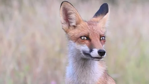 Red fox Vulpes vulpes. In the wilds. Slow motion Vídeo Stock 250486100
